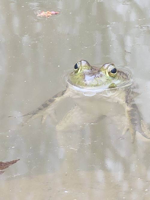 A close-up of a frog partially submerged in water, with its eyes above the surface and a blurred background.