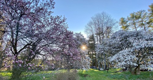 A serene garden scene with blooming pink and white flowers, sunlight filtering through trees under a clear blue sky.