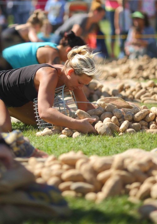 Participants sorting potatoes in a field during a competitive event, with a focus on one woman working intently.