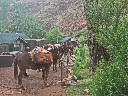 Horses with saddlebags stand near a lush, green area, with a rustic building and rocky terrain in the background.