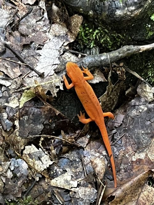 An orange salamander on a bed of leaves and twigs in a forest setting.