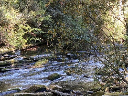 A serene river flows through a lush forest, with sunlight filtering through the trees and reflecting on the water.