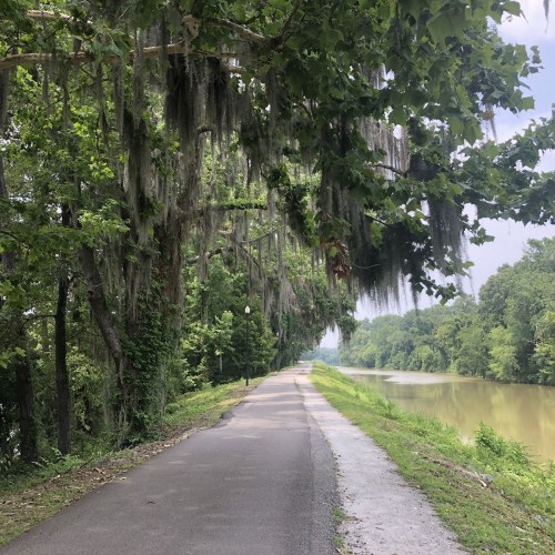 A serene pathway lined with trees draped in Spanish moss, alongside a calm river under a clear sky.