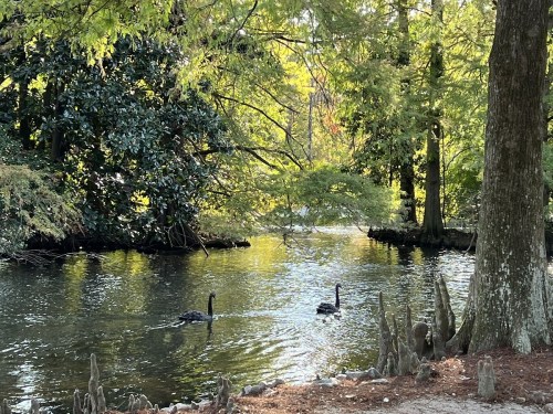 Two black swans swim in a serene, tree-lined pond with reflections on the water's surface.