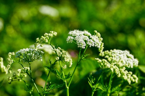 Delicate white flowers with green foliage, set against a blurred green background.