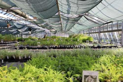 A greenhouse filled with various plants, featuring rows of greenery under a shaded canopy.