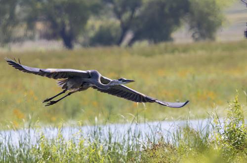A heron in flight over a grassy field near a body of water, with trees in the background.