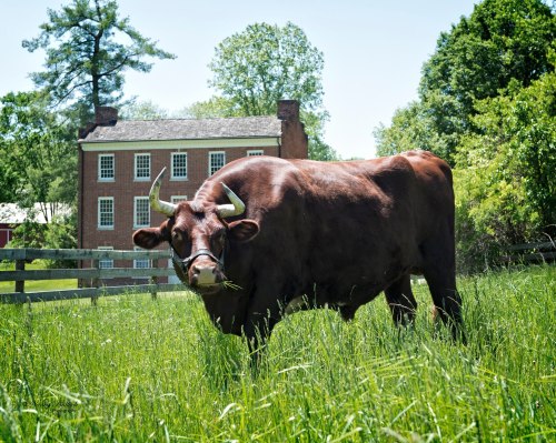 A brown cow stands in a grassy field with a historic brick building in the background under a clear blue sky.