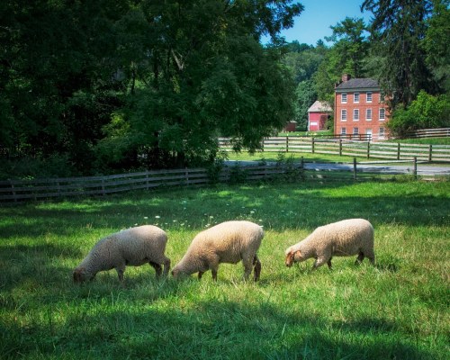 Three sheep graze in a green field with a red brick house and trees in the background on a sunny day.