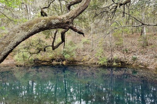 A serene pond surrounded by trees, reflecting the greenery and a large branch overhead.