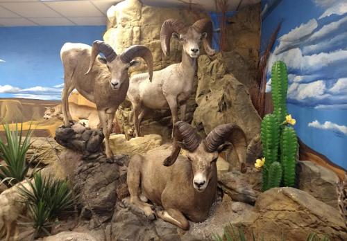 Three mounted bighorn sheep on a rocky display, with a painted desert backdrop and a cactus.