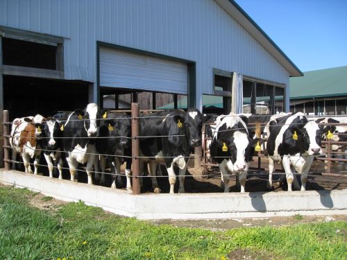 A line of black and white cows standing behind a fence near a barn on a sunny day.