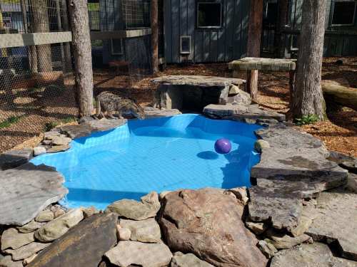 A small, circular pool surrounded by rocks and trees, with a purple ball floating on the water's surface.