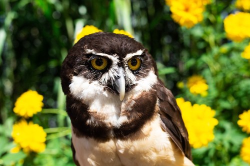 A close-up of an owl with striking yellow eyes, set against a backdrop of vibrant yellow flowers.