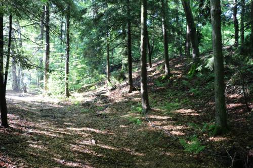 A serene forest scene with tall trees, dappled sunlight, and a carpet of leaves on the ground.