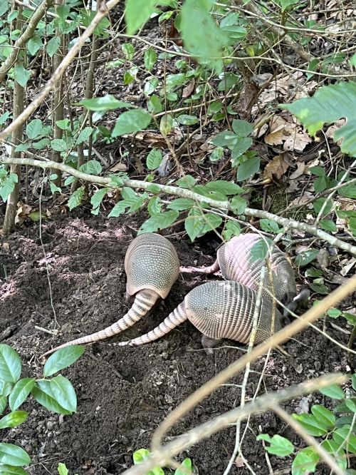 Three armadillos are seen digging in the soil among green foliage in a wooded area.
