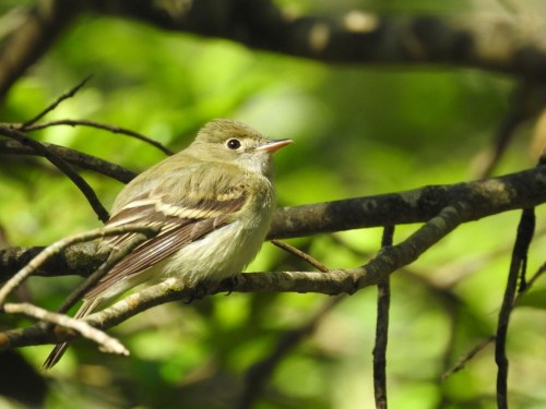 A small bird perched on a branch, surrounded by green foliage in a natural setting.