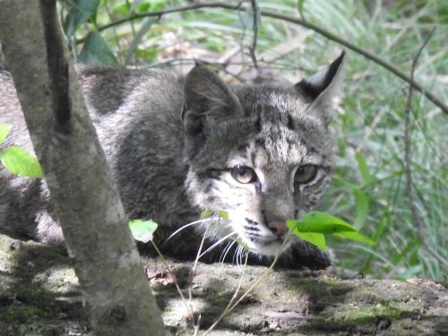 A bobcat crouches among foliage, blending into its natural habitat with keen eyes and distinctive markings.