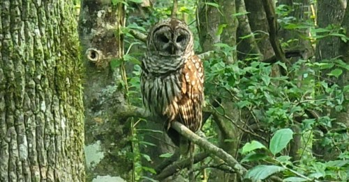 A barred owl perched on a tree branch, surrounded by lush green foliage.