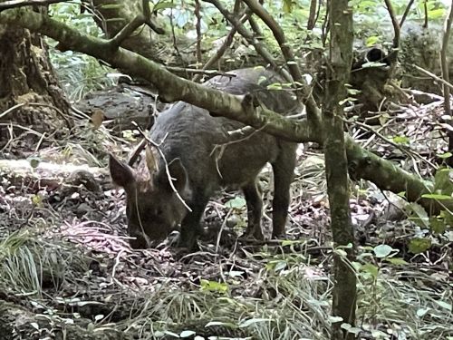 A small wild boar foraging on the forest floor, surrounded by trees and underbrush.