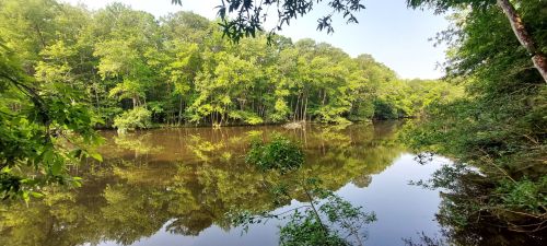 A serene river scene surrounded by lush green trees, reflecting the calm water under a clear sky.