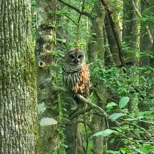 A barred owl perched on a tree branch in a lush green forest, surrounded by foliage.