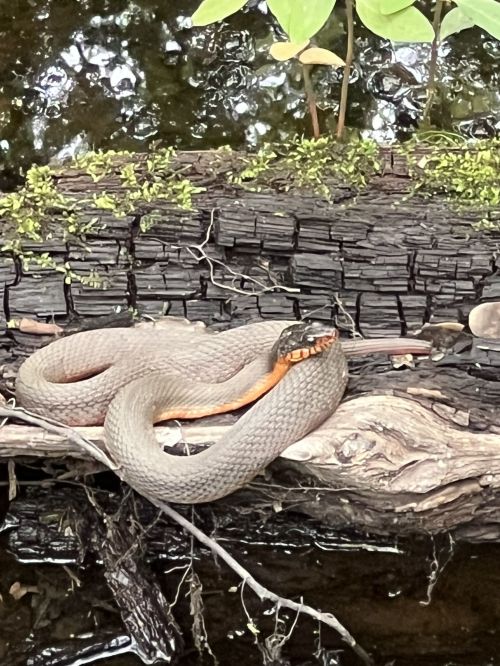 A snake with a brown and orange pattern resting on a log near water, surrounded by green foliage.