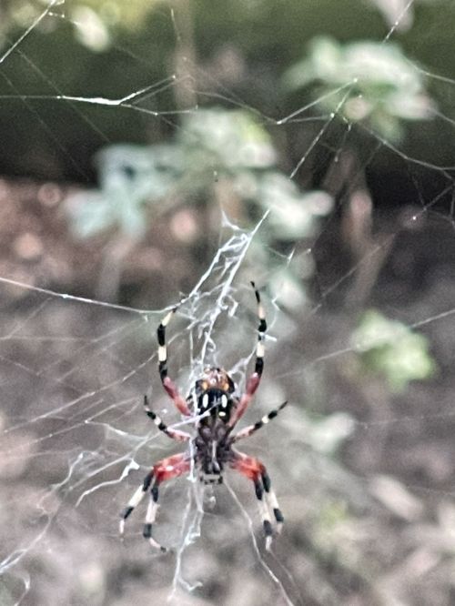 A close-up of a colorful spider in its web, surrounded by blurred green foliage in the background.