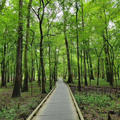 A wooden boardwalk winding through a lush green forest with tall trees and vibrant foliage.