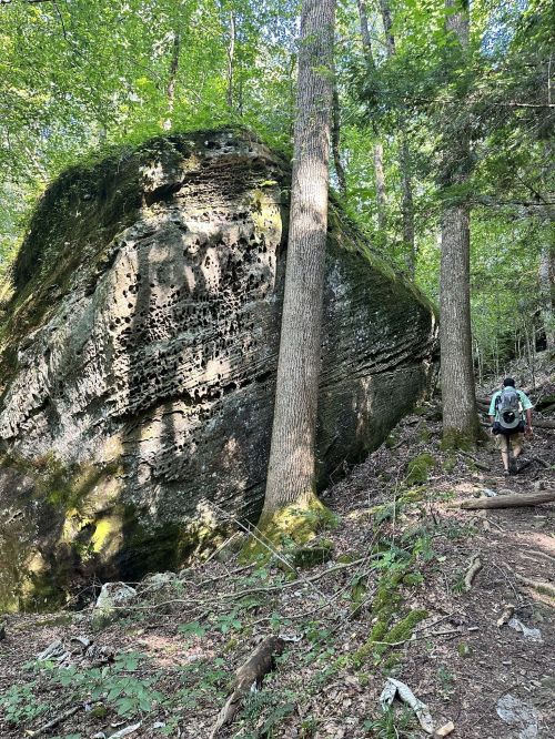 A hiker walks along a forest trail beside a large, moss-covered rock surrounded by trees.