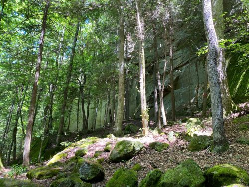Lush green forest with tall trees, rocky terrain, and a large stone wall in the background. Sunlight filters through the leaves.