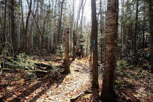 A sunlit forest path with fallen leaves, flanked by trees, and two hikers in the distance.