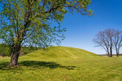 A grassy hill rises in a sunny field, with a tree nearby and a clear blue sky above.