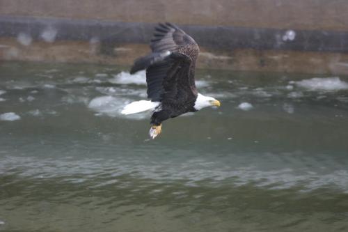 A bald eagle flying low over water, with its wings spread and reflection visible in the water below.