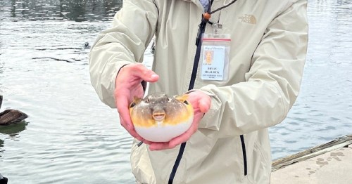 A person in a light jacket holds a pufferfish by the water, smiling at the camera.