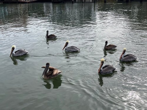 A group of eight pelicans swimming in calm water, with some perched on the surface and others diving.