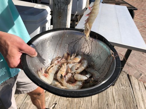 A person holds a colander filled with fresh shrimp, with a wooden dock and boats in the background.