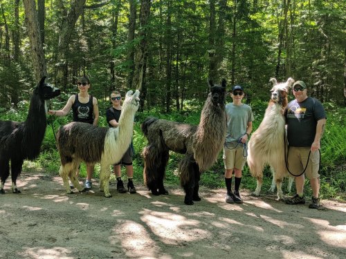 A group of people stands on a forest path with several llamas, surrounded by trees and greenery.