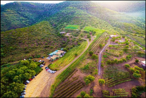 Aerial view of a vineyard nestled in rolling hills, with rows of grapevines and a small building surrounded by greenery.