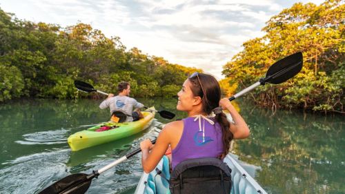 Two people kayaking through a serene mangrove area, surrounded by lush greenery and calm waters.