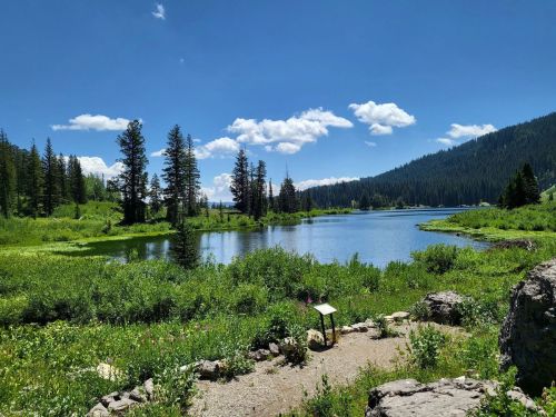 A serene lake surrounded by lush greenery and tall trees under a clear blue sky with fluffy white clouds.