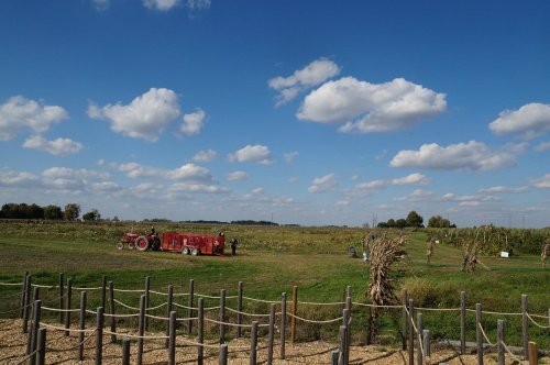 A red tractor in a green field under a blue sky with fluffy clouds, surrounded by rows of crops and trees.