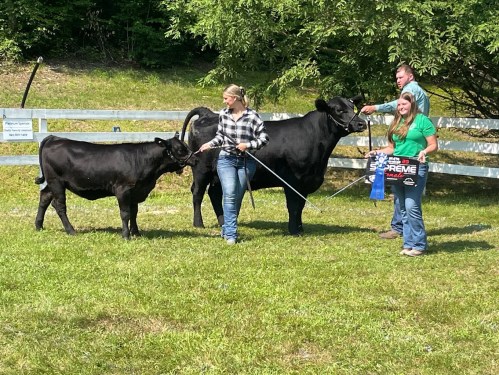 Two people hold leashes of black cows in a grassy area, with a third person holding a sign nearby.