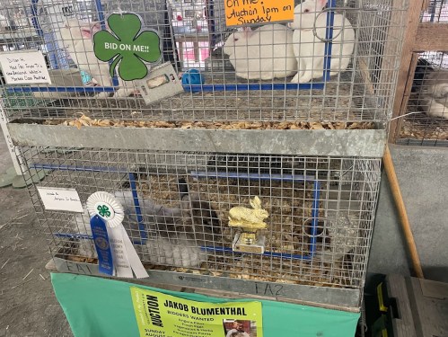 A rabbit in a cage with a blue ribbon and a sign for an auction, surrounded by straw and a green display.