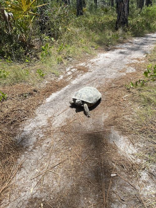 A turtle slowly crosses a sandy path surrounded by greenery and pine trees.