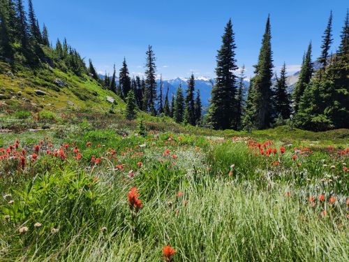 A vibrant meadow filled with red wildflowers, surrounded by tall evergreen trees and distant mountains under a clear blue sky.