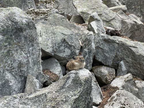 A small brown animal sits among large gray rocks in a rocky landscape.