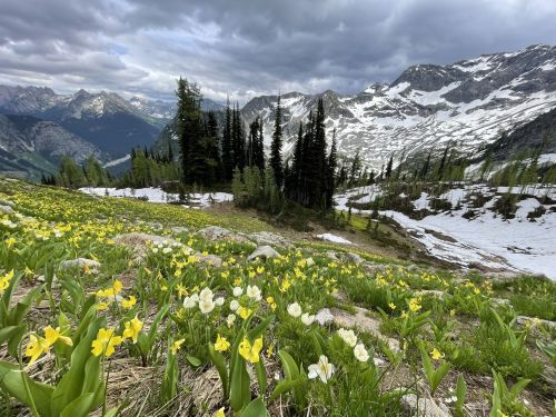 A scenic mountain landscape with blooming yellow and white flowers, snow patches, and towering evergreen trees.