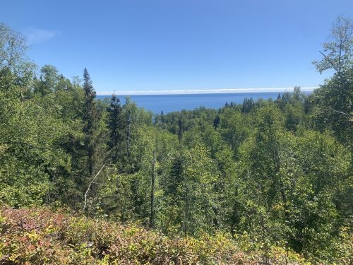 A lush green forest with a view of a calm blue lake under a clear blue sky.
