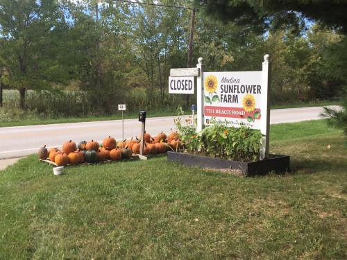 A sign for Medina Sunflower Farm marked "CLOSED," with pumpkins displayed on the grass beside the road.